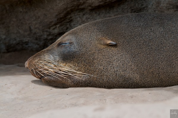 New Zealand 09 10  181